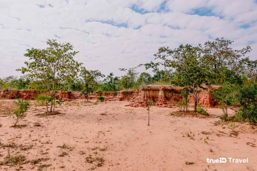 โสกผีดิบ ขอนแก่น